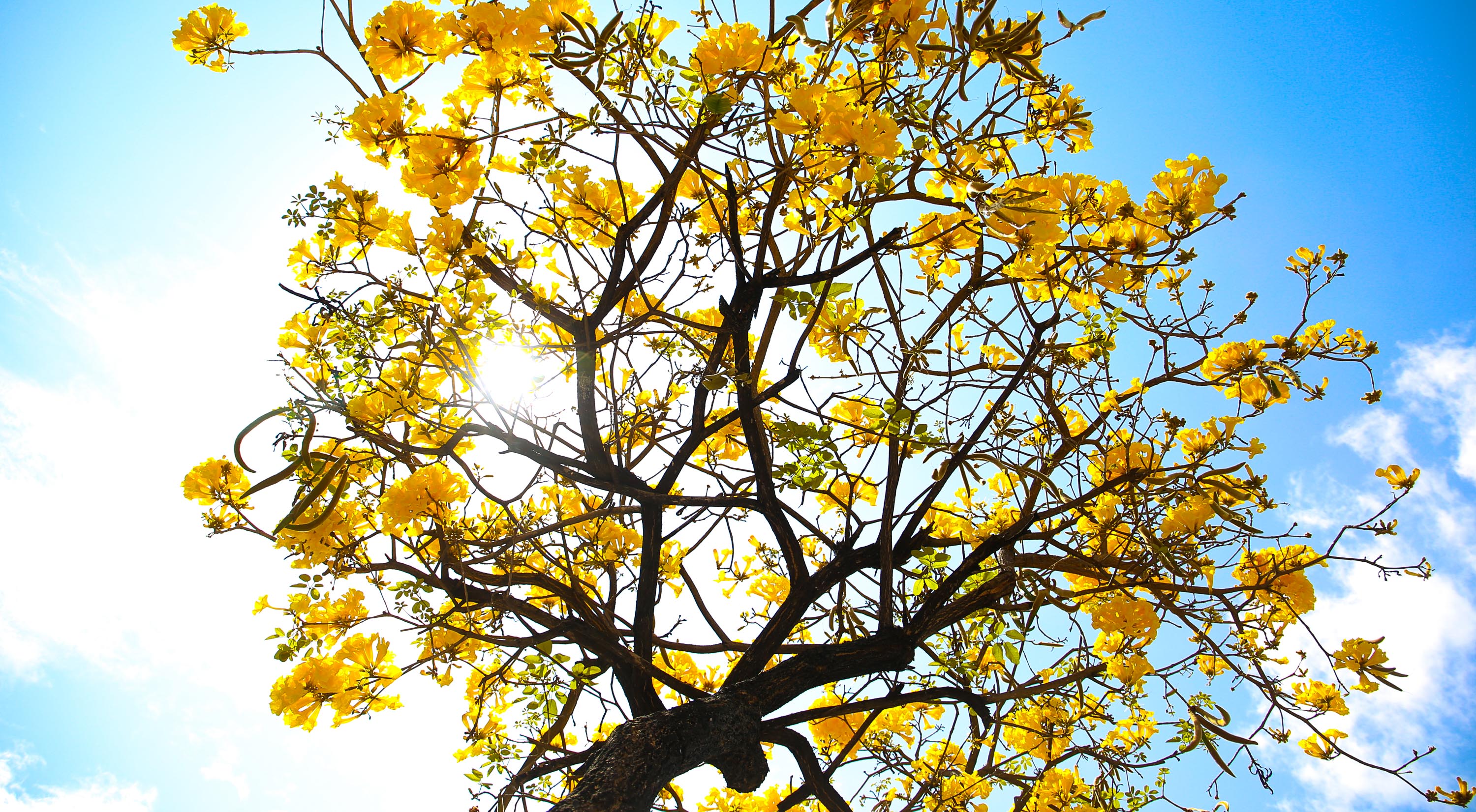 a foto mostra um ipê amarelo florido